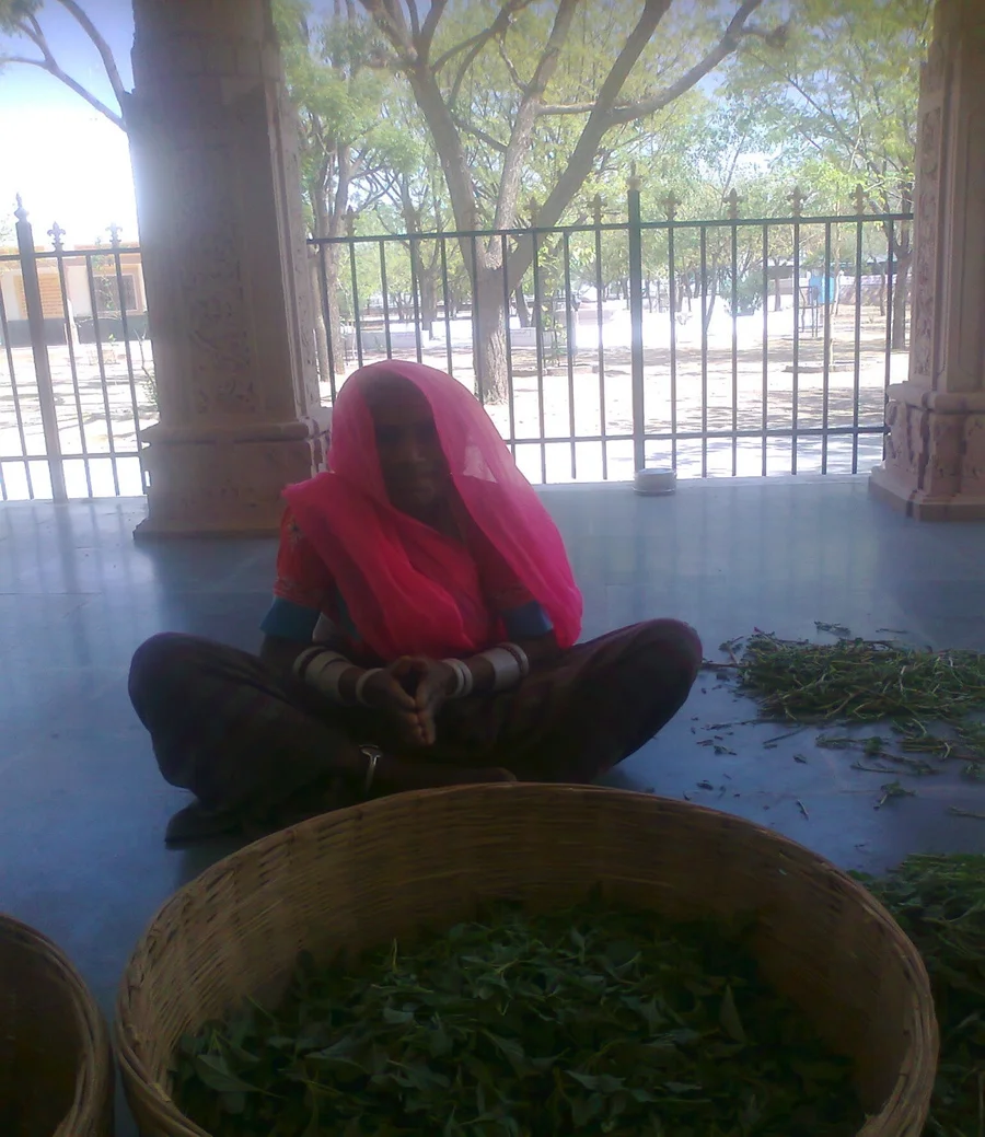 Ponibai helping to clean the stems from the chandaliya